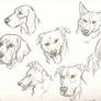 Dog face study