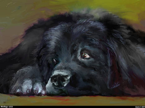 Newfoundland puppy by ALena (c) 2017