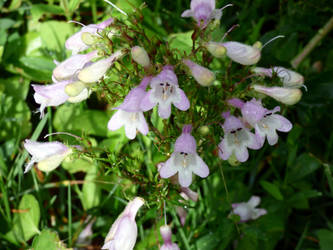 Even More Flowers