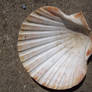 Seashell 11