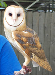 Barn Owl 2