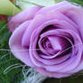 Purple rose