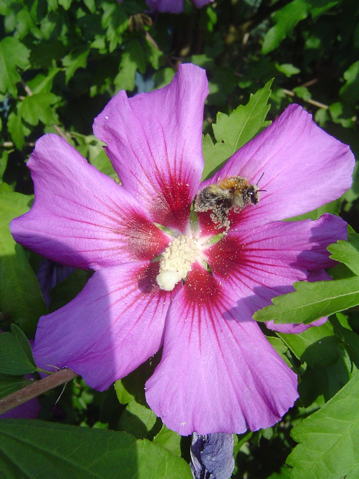 Bee