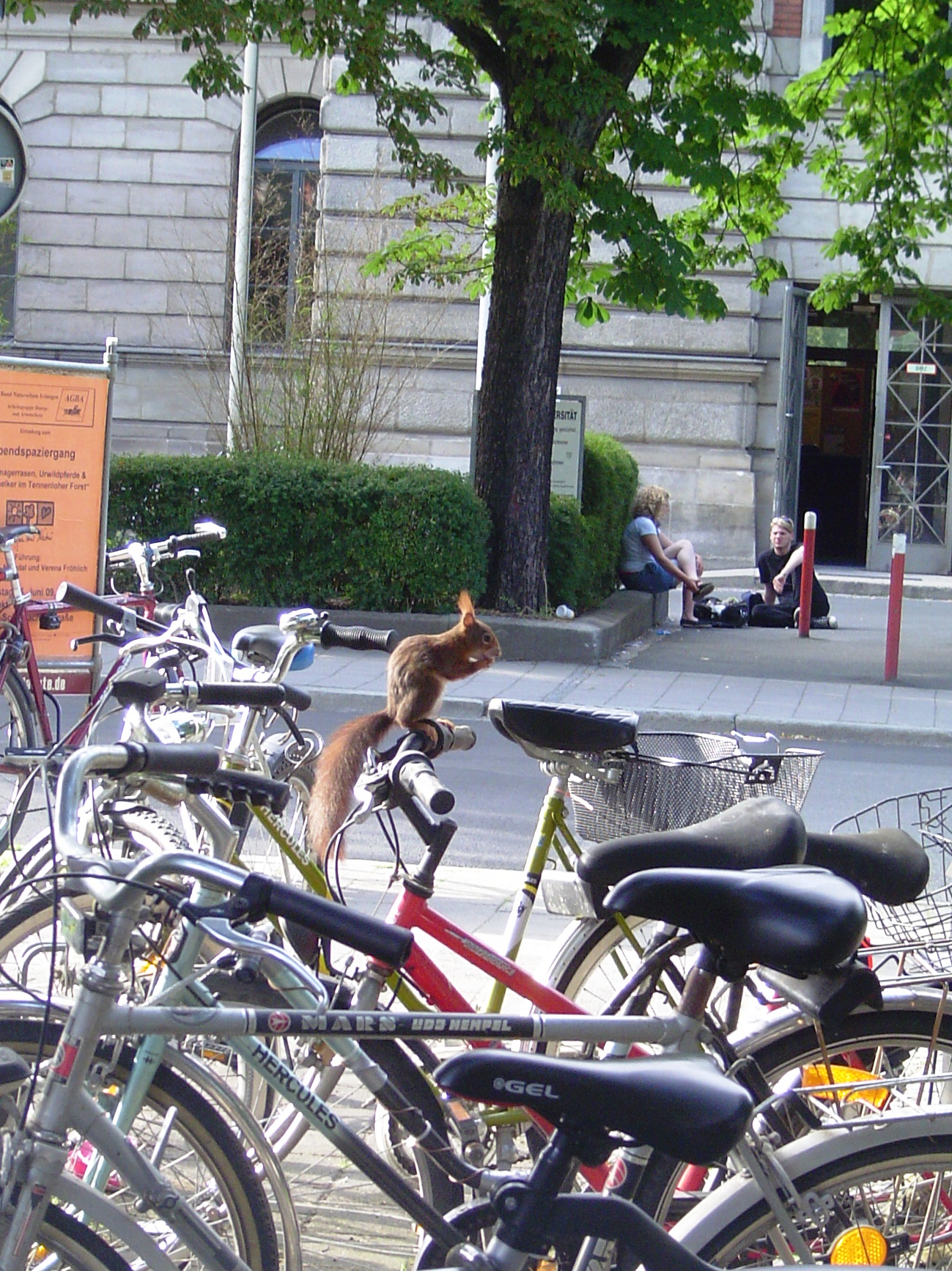 The squirrel on a bike