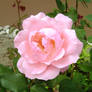 Pink rose