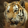 Ferocity