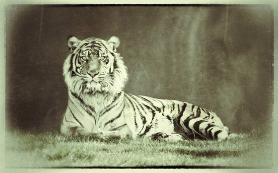 old tiger