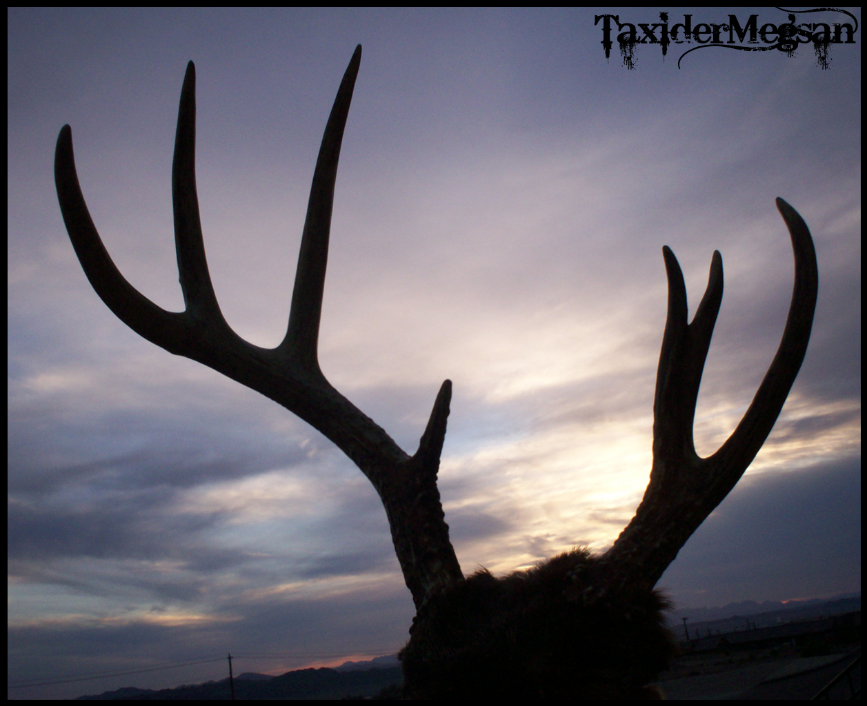 -Stag In The Desert Sunset- TaxiderMegsan