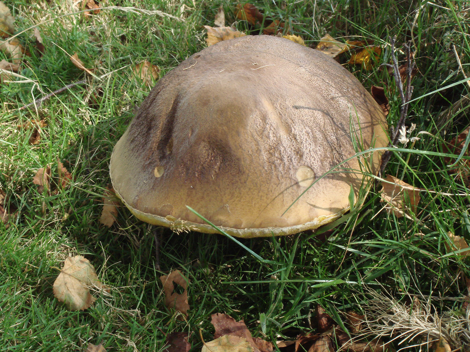 Giant Mushroom