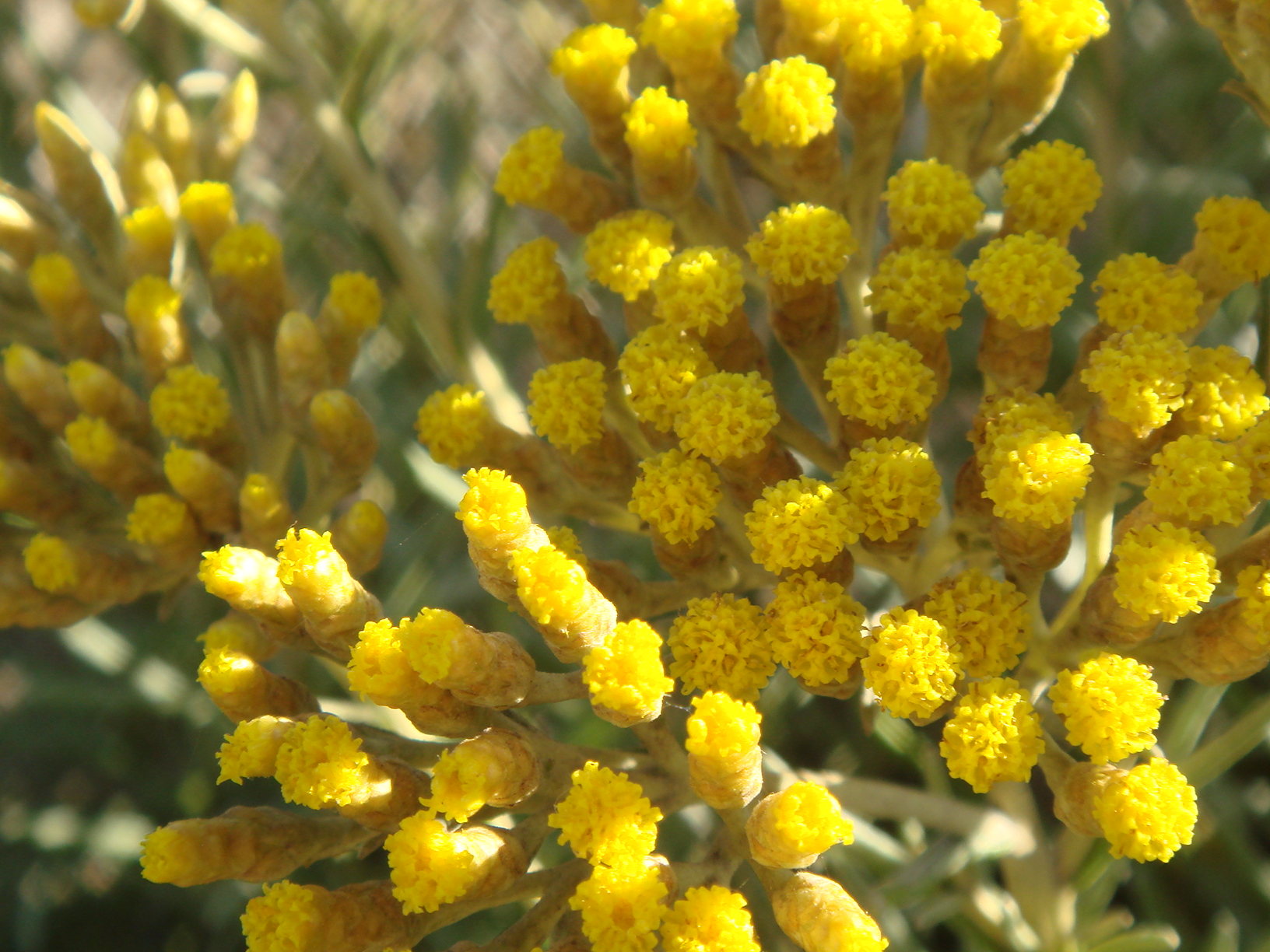 Flores da Praia