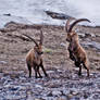 ibex