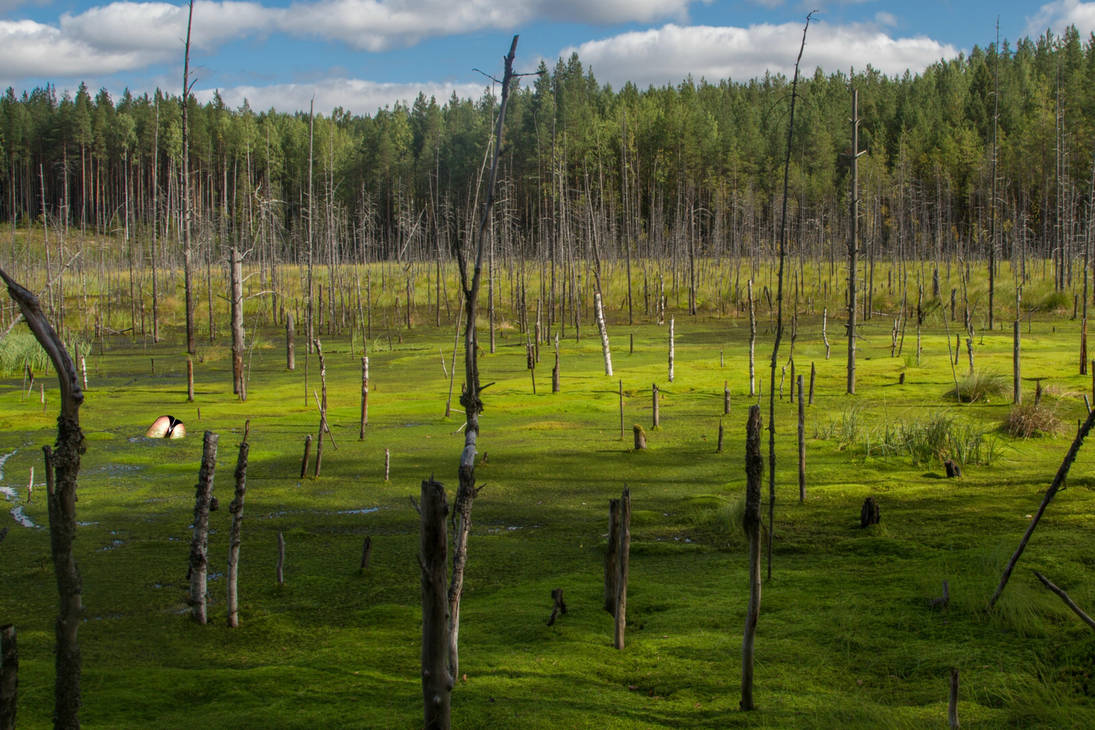 Сосна растет на болоте. Заболоченная Тайга Западной Сибири. Тюгурюкское болото. Лесное болото трясина. Галое болото в Брянской области.