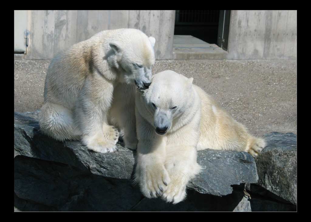 polar bears