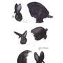 Black and white rabbit