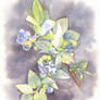 Blueberry watercolor