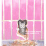 Cat in the wall