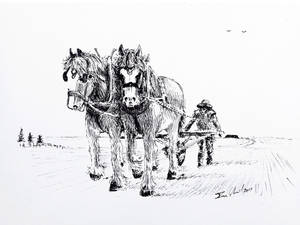 Hard working draught horses