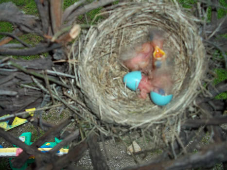 Baby Birds-Just Hatched