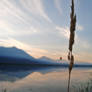 Among the Reeds