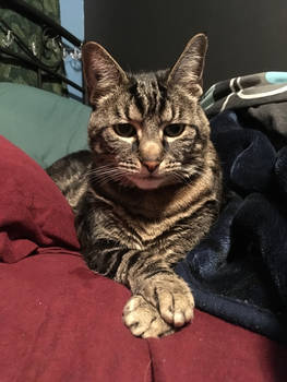 Regal