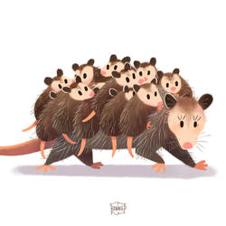 North American Opossum Mum