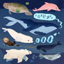 Sea mammals