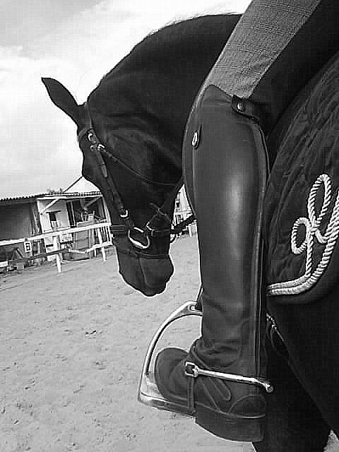 Dressage