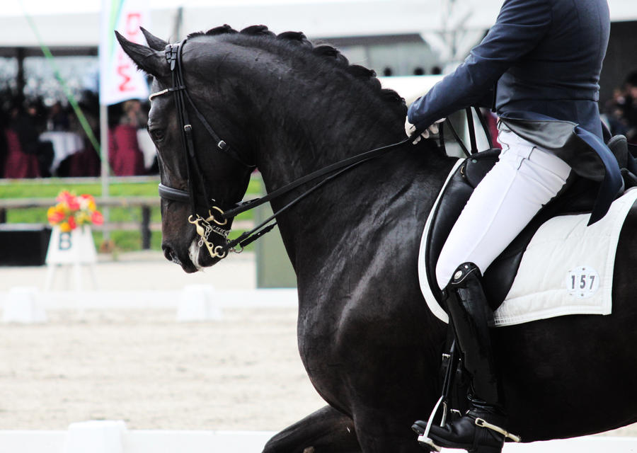 Dressage