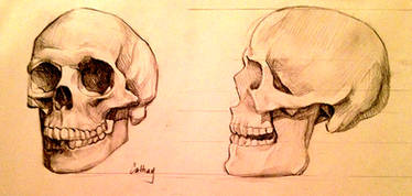 More Skull Practice
