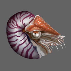 Nautilus