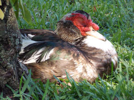 Muscovy Male Close up