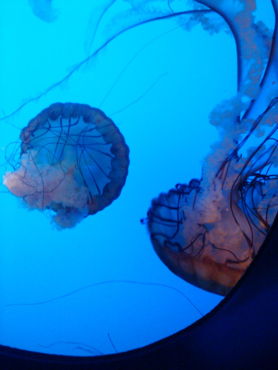 Jellyfish