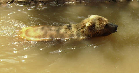 Swimming bear