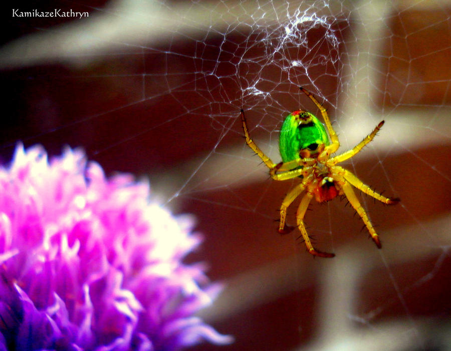 Spider Insect Deviantart Spider by KamikazeKathryn on DeviantArt