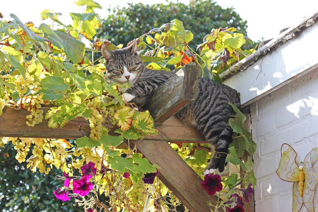 our cat, Joep, just hanging around