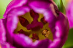 inside the tulip by clochartist-photo