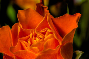 orange...rose by clochartist-photo