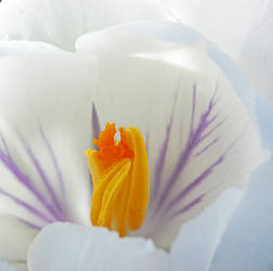 heart of the crocus