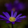 blue anemone in a dark forest