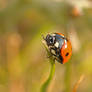 ladybug reached the top...time to turn around