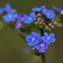 forget-me-nots...
