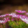 african daisies...