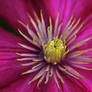 clematis explodes...