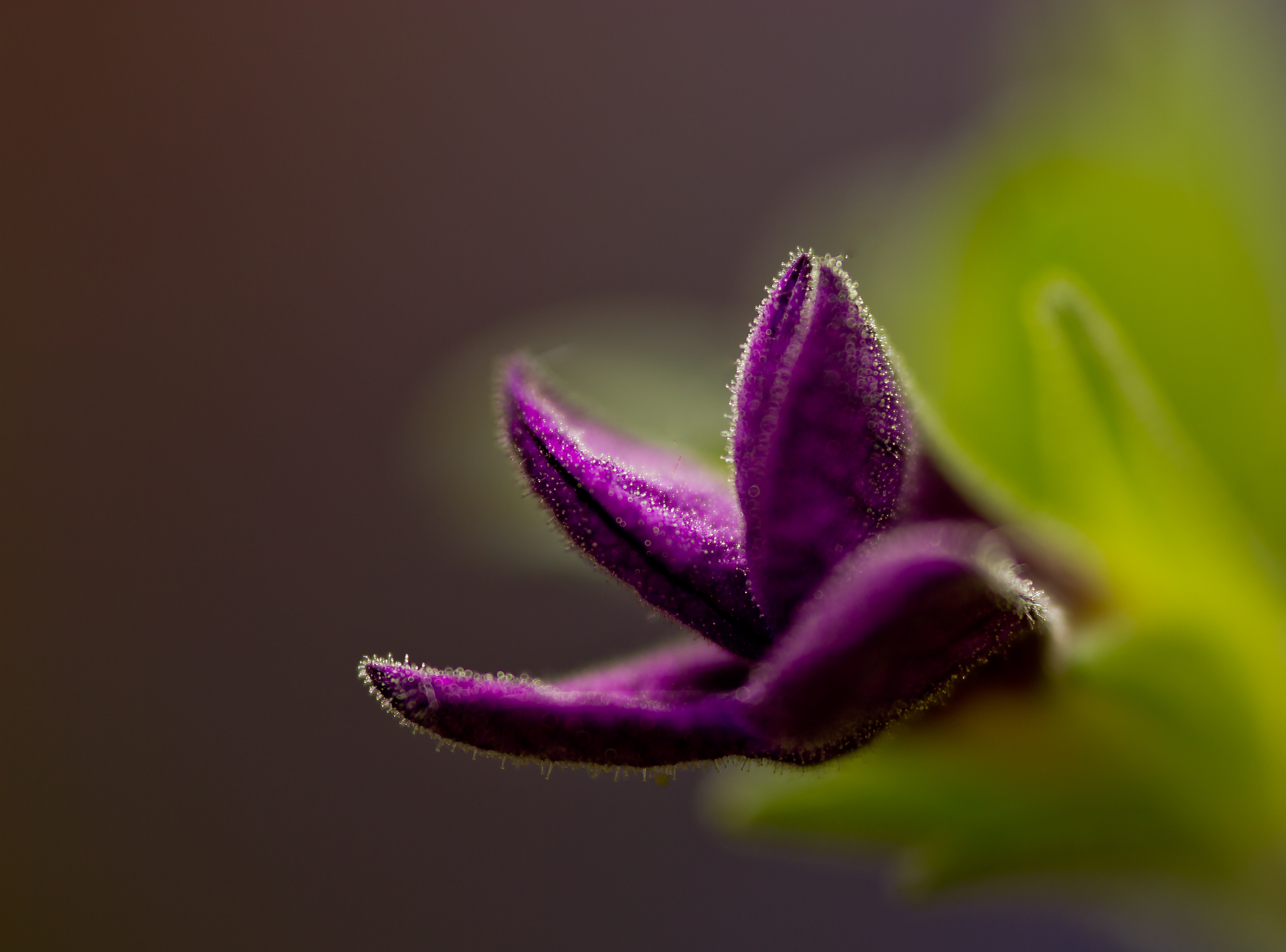 calibrachoa waiting for color explosion...