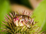 raindrop pierced by a thistle... by clochartist-photo
