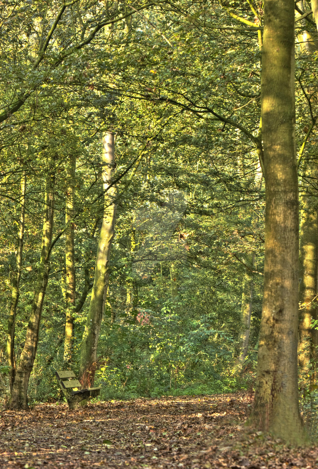 autumn on the floor, summer in the trees...