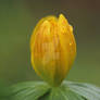 winter aconite...