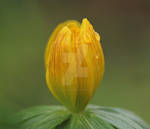 winter aconite... by clochartist-photo