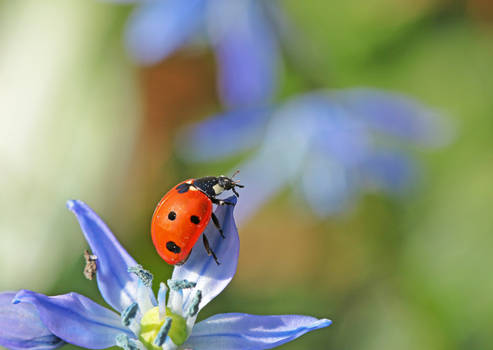 Let me introduce myself: It's bug... Ladybug