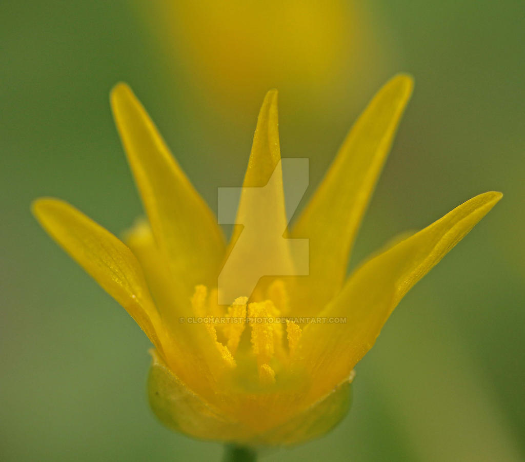 Yellow and green...